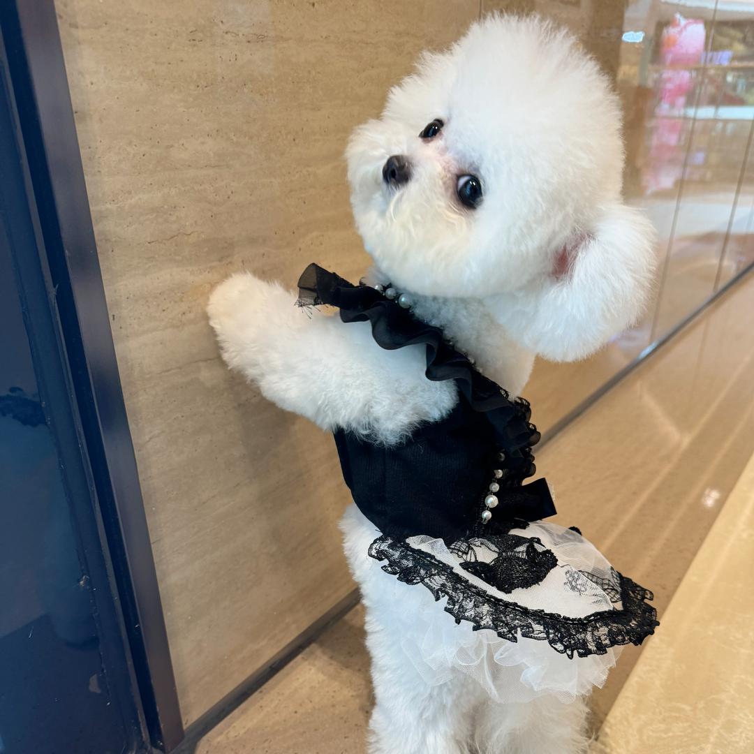 会说话的比熊跳跳🐶🐶🐶