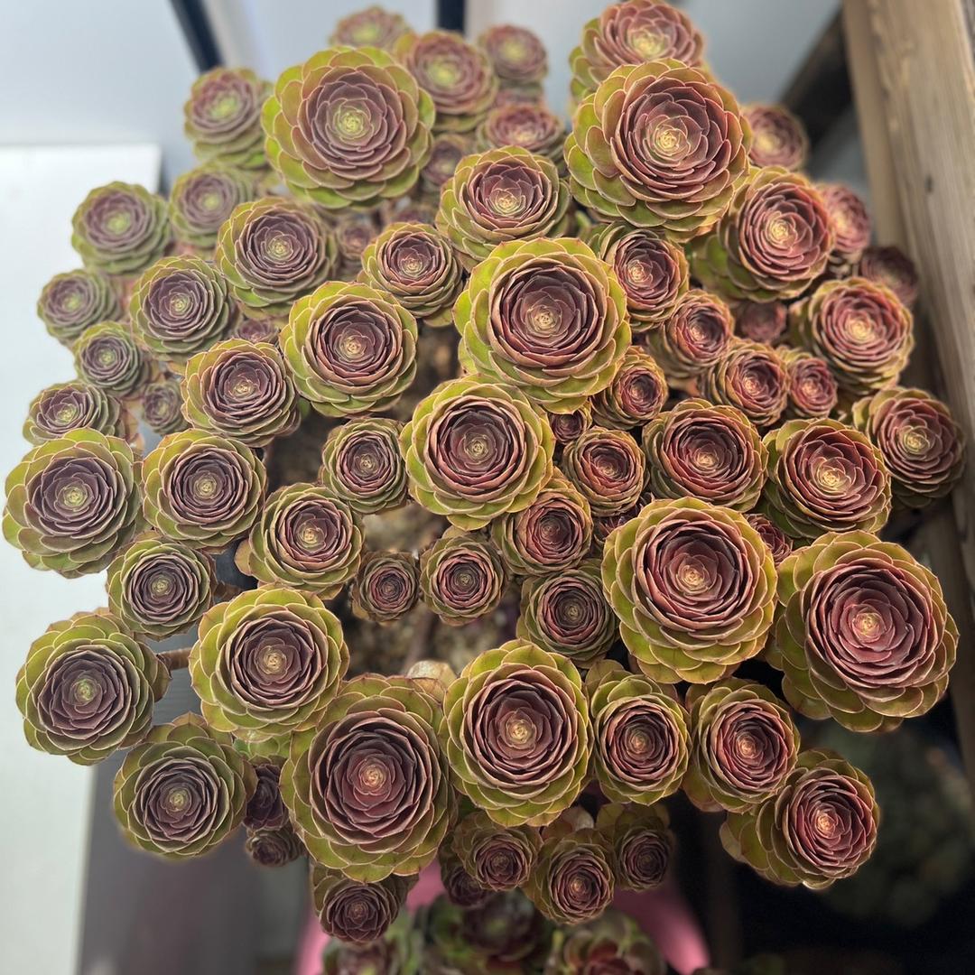 森林之心的多肉小院