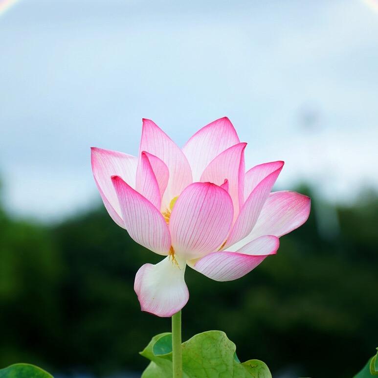 春暖花开💗