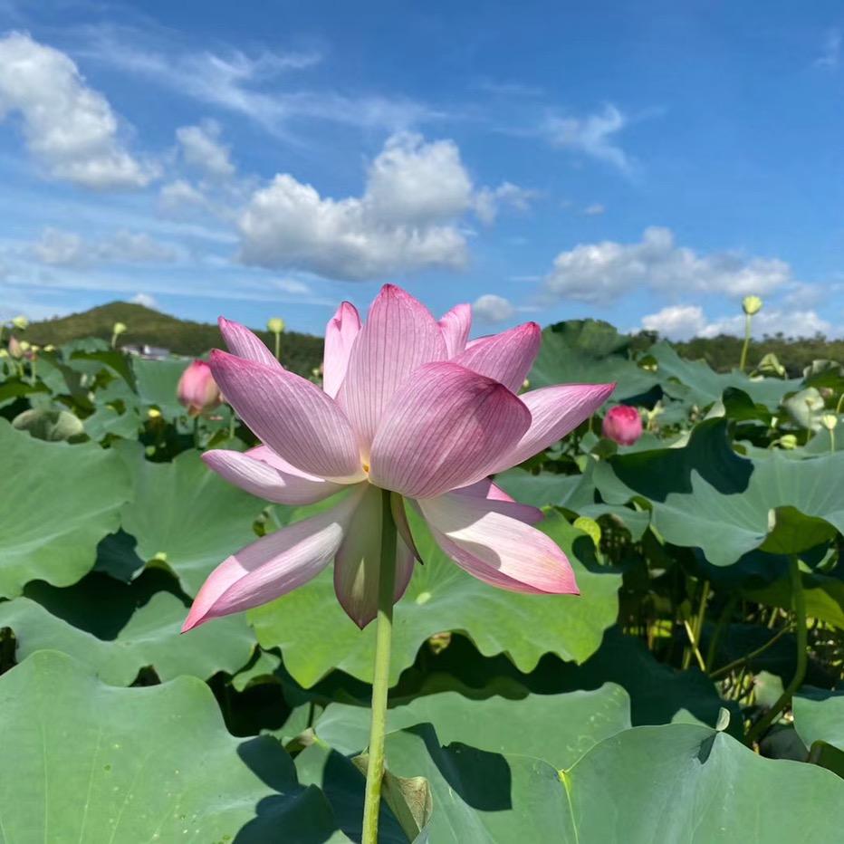 香香优选.，商品点橱窗