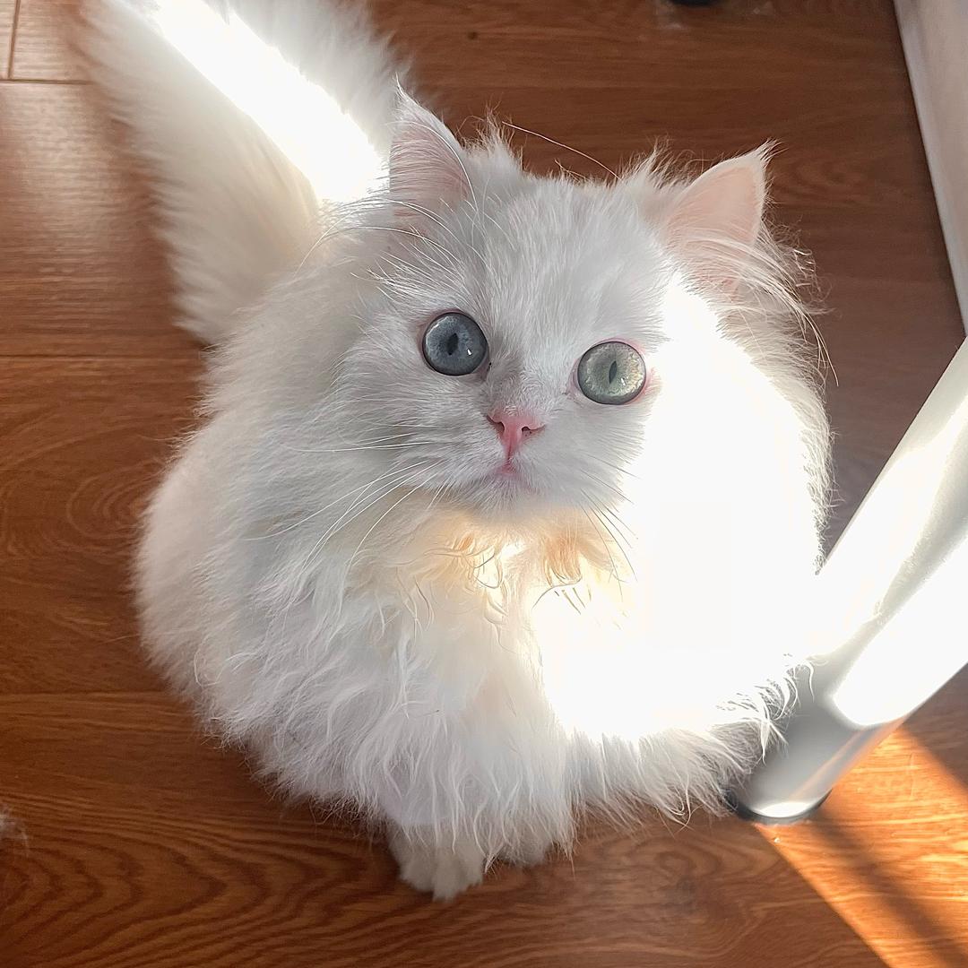 陈贝拉