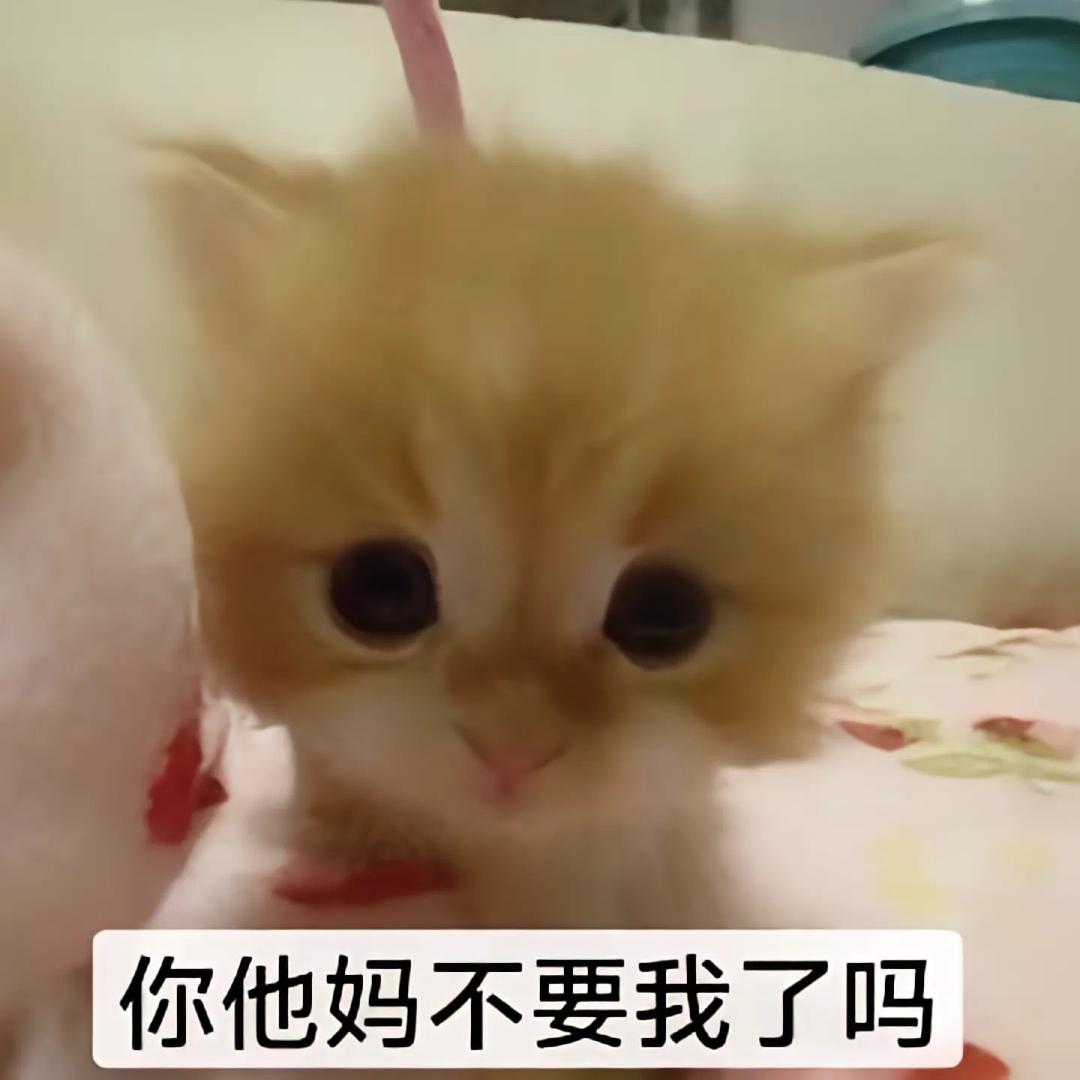 妻子（养号版）