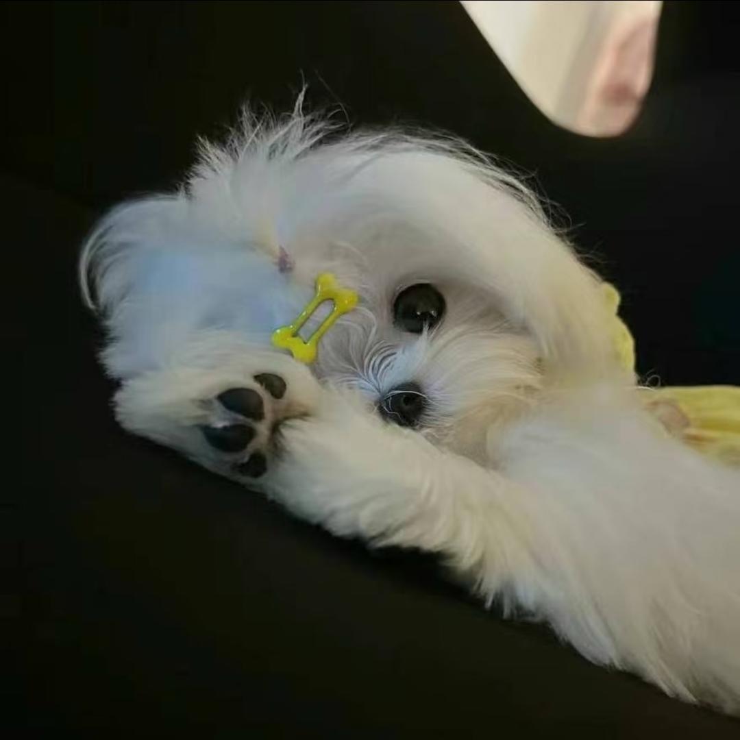 晚安小羊-