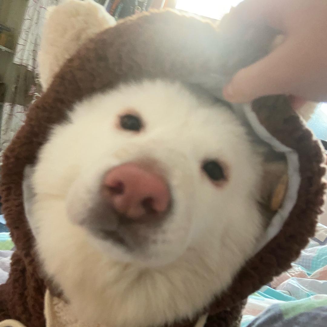 秋秋鱼