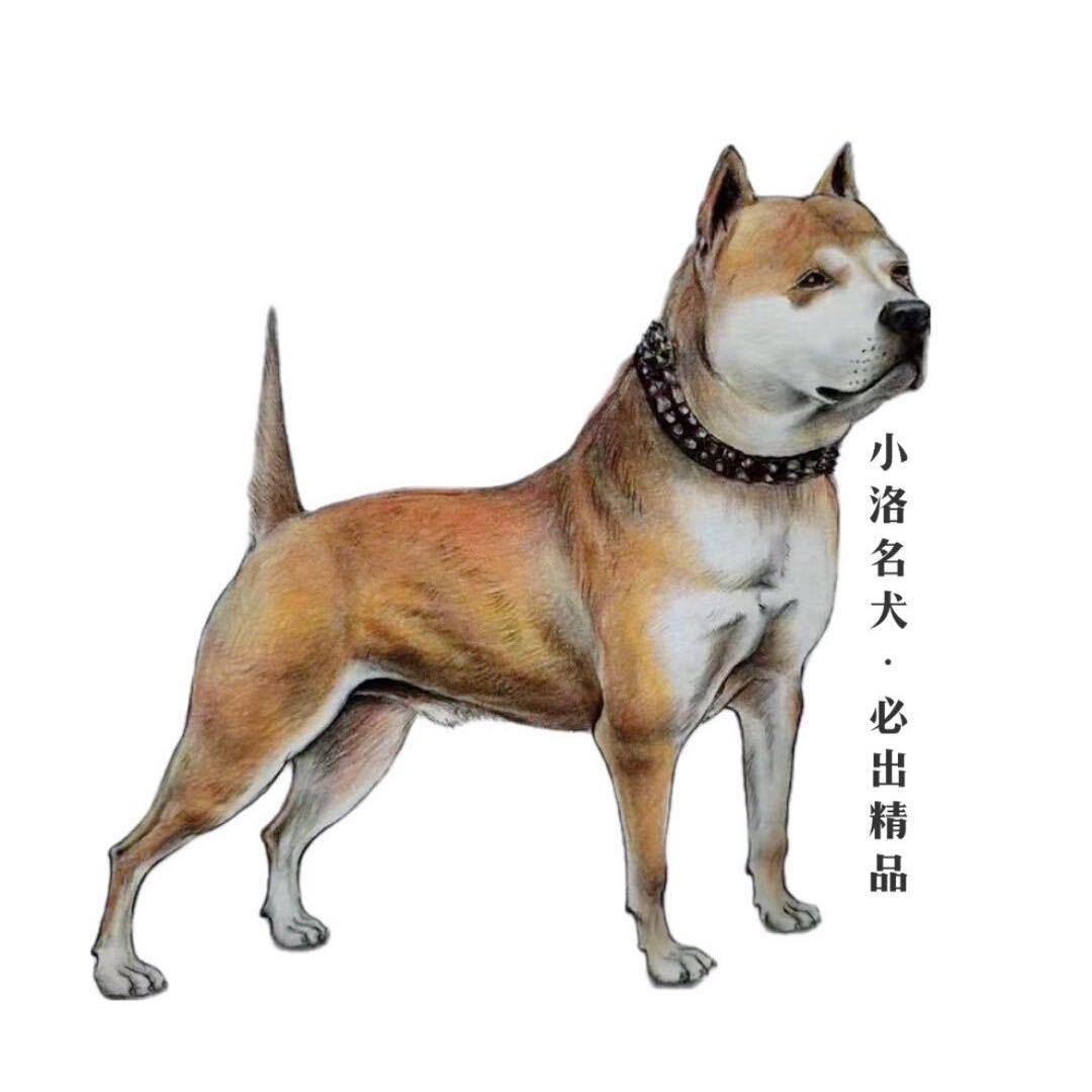 小洛宠物