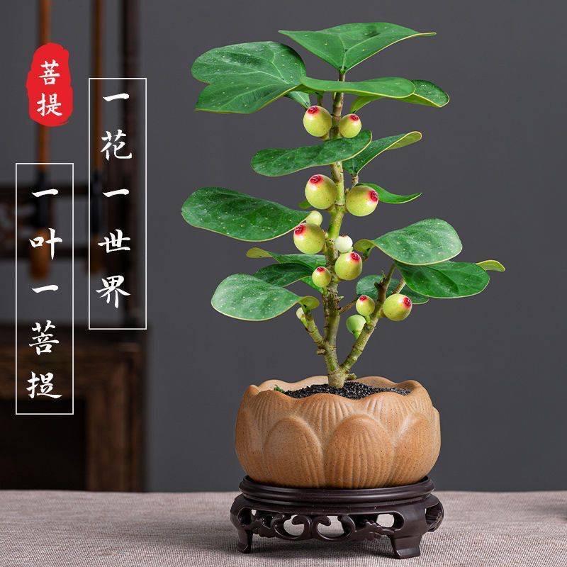 沉默微笑