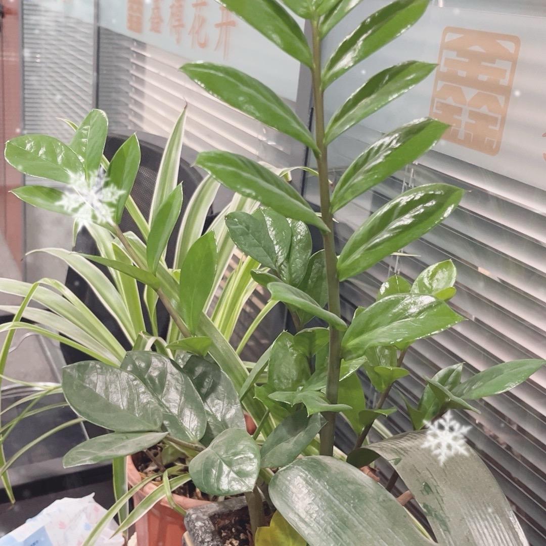 万物生花