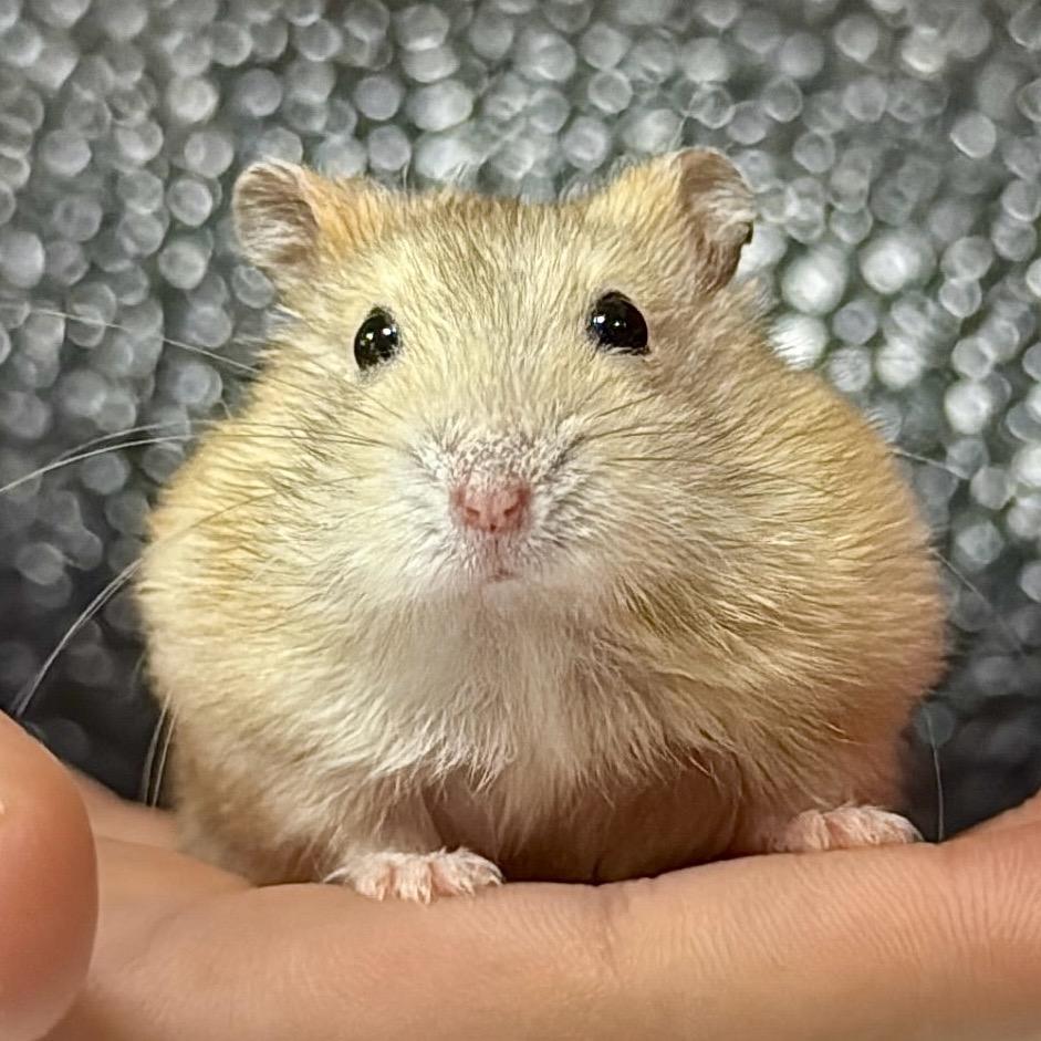 怪豆