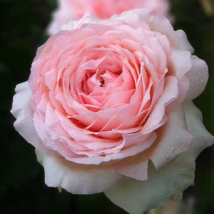 梵盛花
