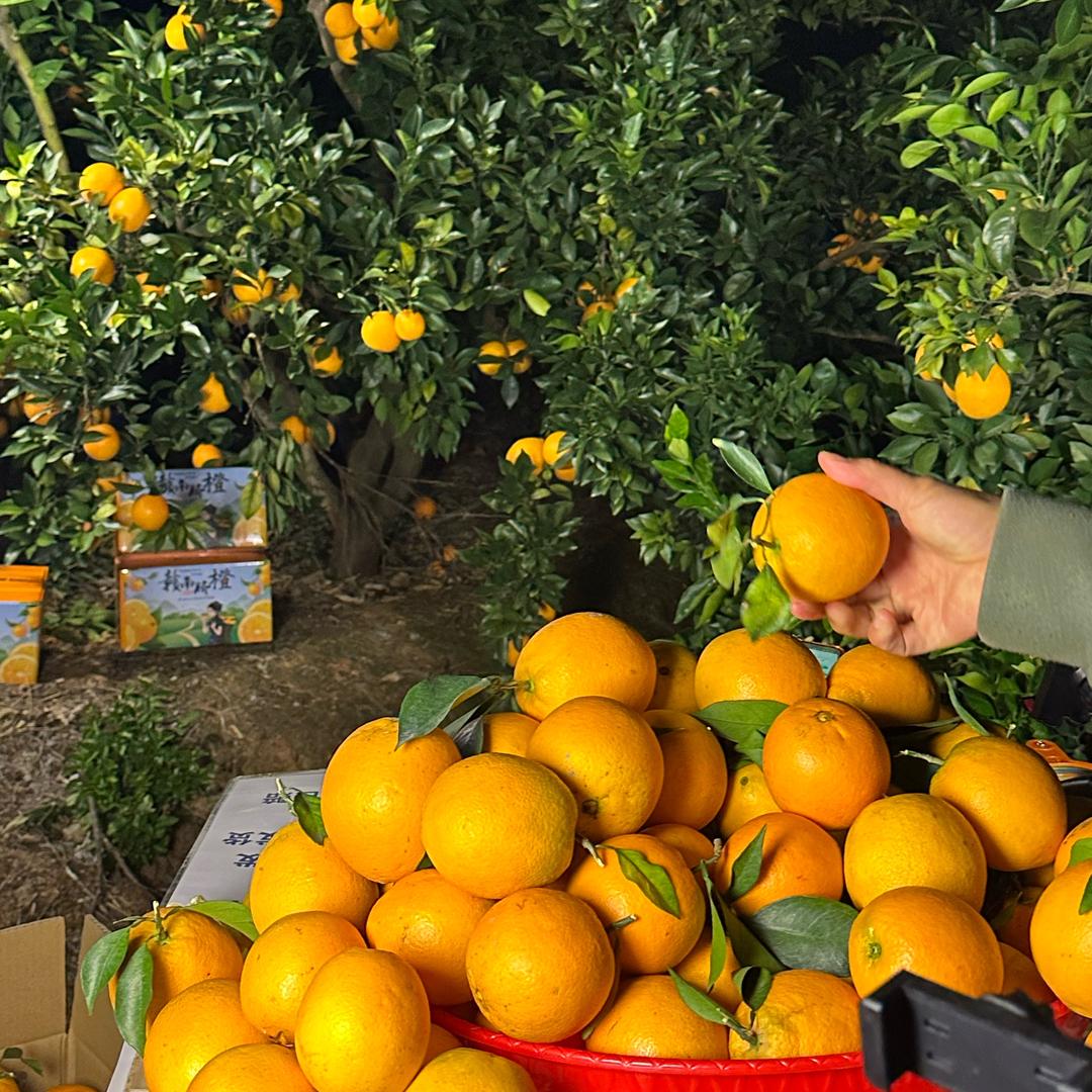 家里种赣南脐橙的娃