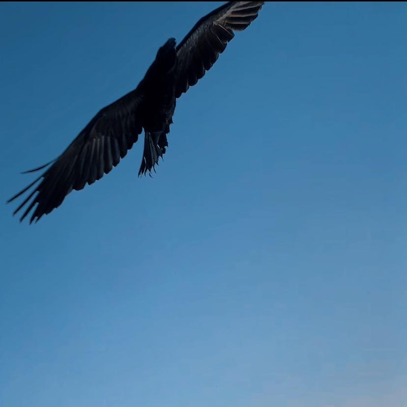 爪犸🐦‍⬛