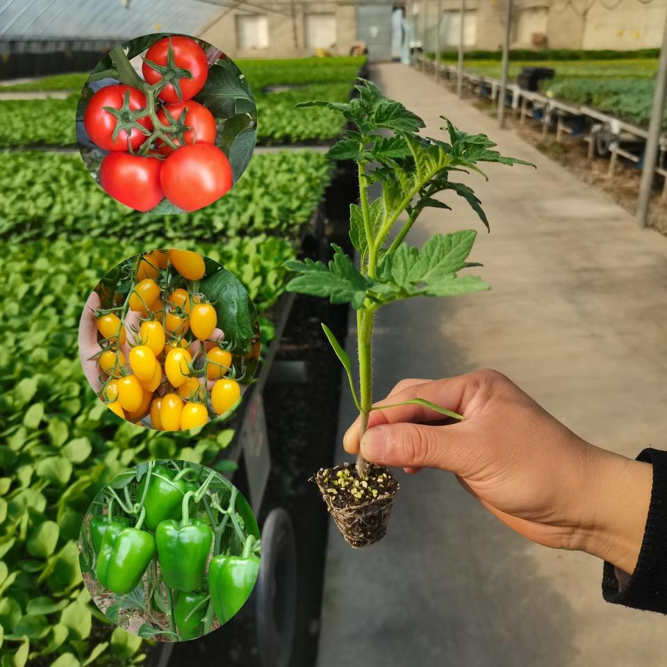 佳禾种苗培育基地