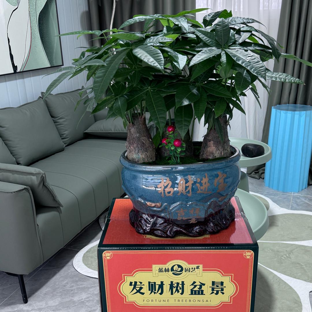 蓝林园艺发财树基地(彪哥)