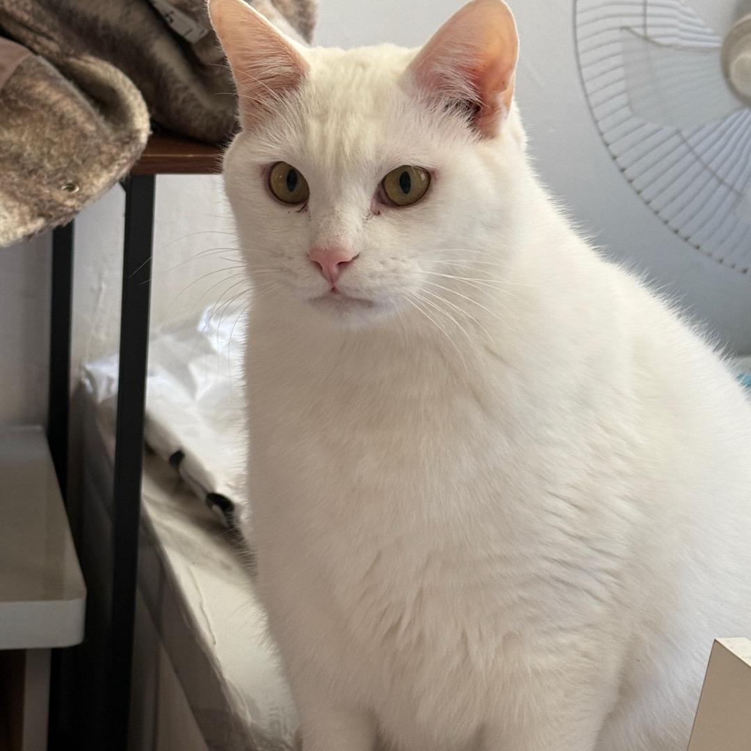 🐈
