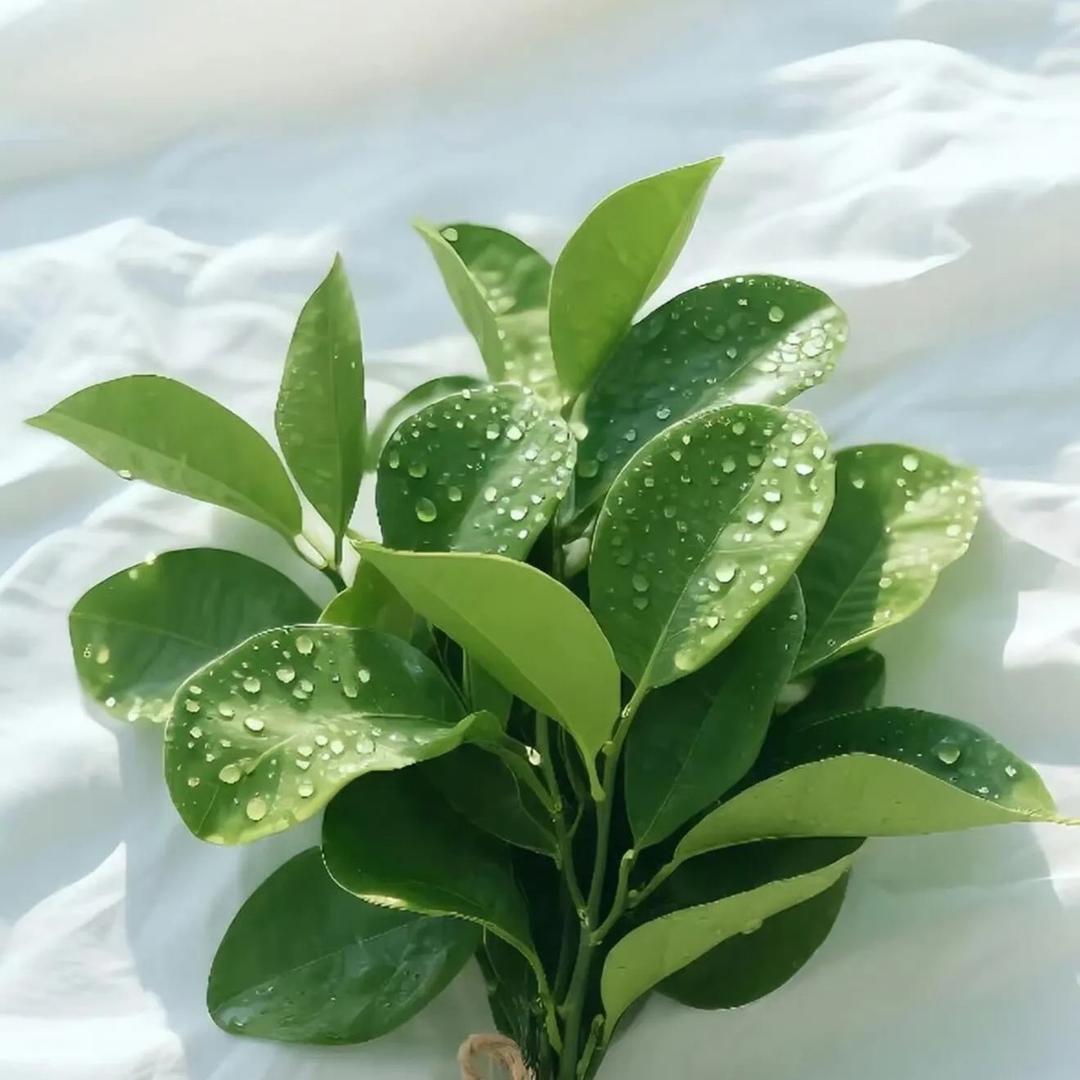 一口一个小彭友