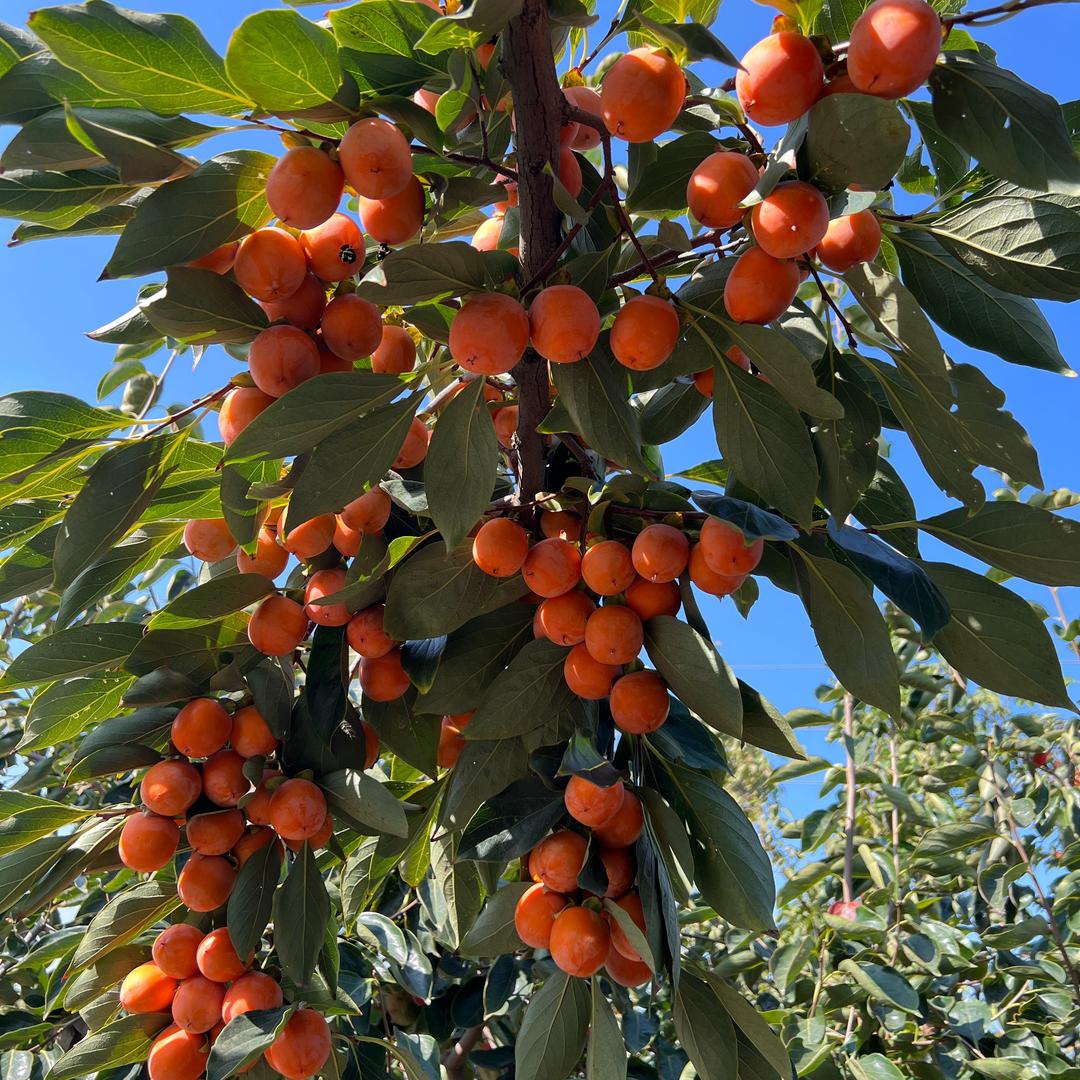 自家果园直发（苹果地头价）