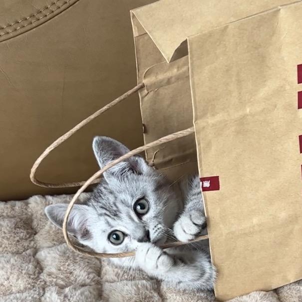 叫福瑞的小猫