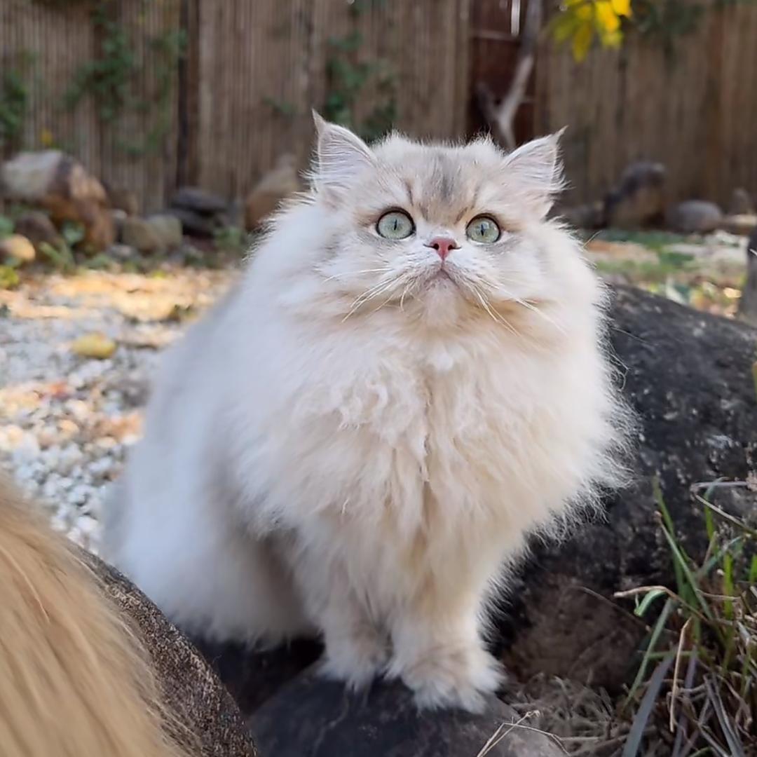 妮妮猫猫