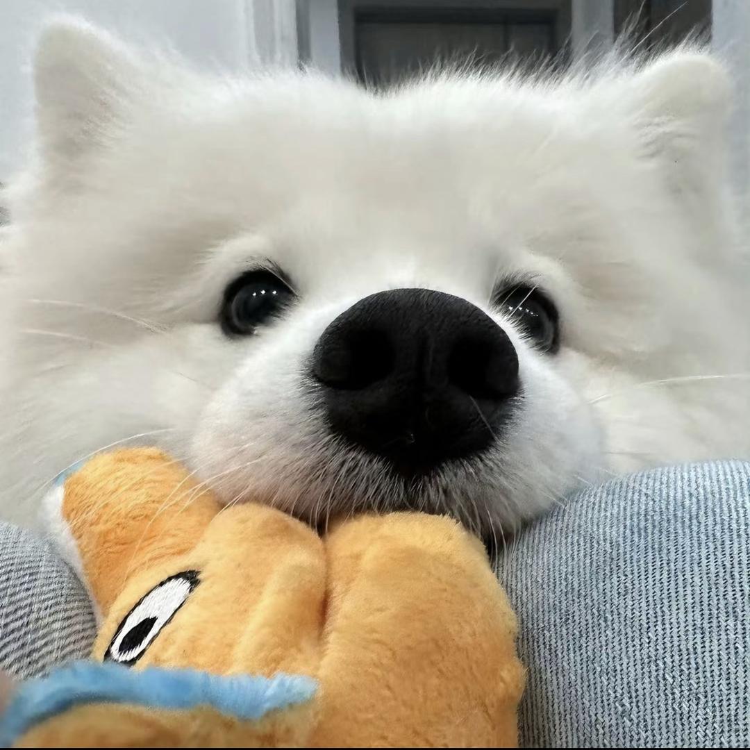 小狗牌爽歪歪