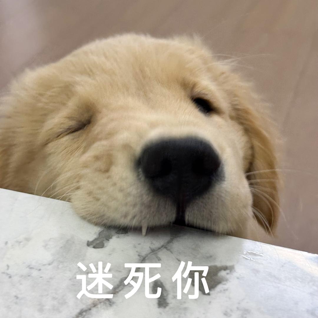 金毛安熠