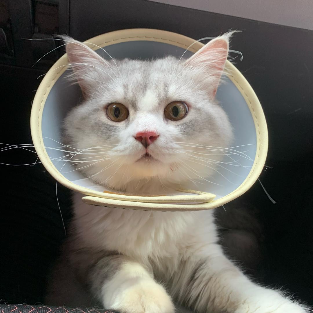 八戒不emo🐱