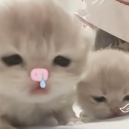 给猫桂下_𝐆𝐮𝐢𝐑𝐮𝐢