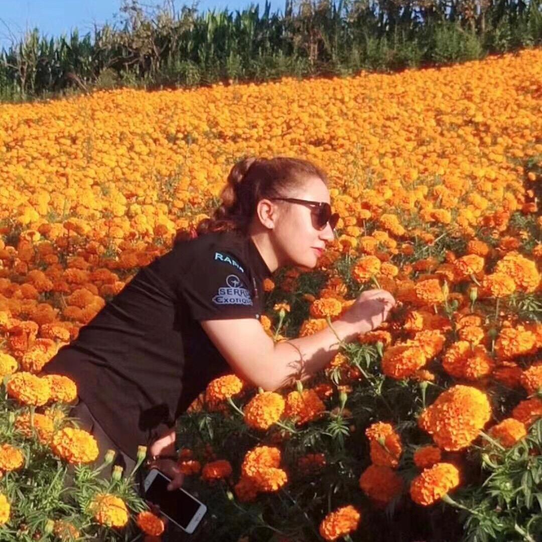 幸运四叶草