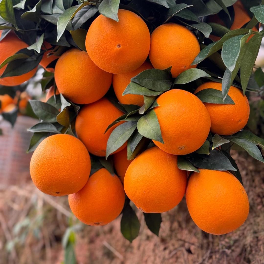 赣南农夫果园直发