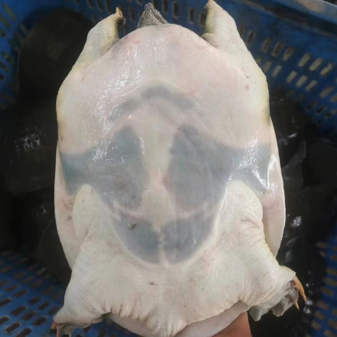 南丰康都甲鱼水产店
