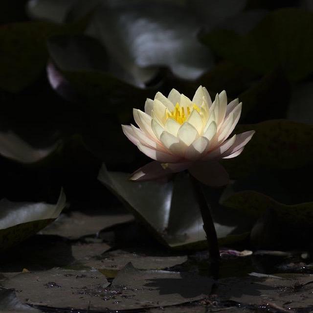 顺心顺意