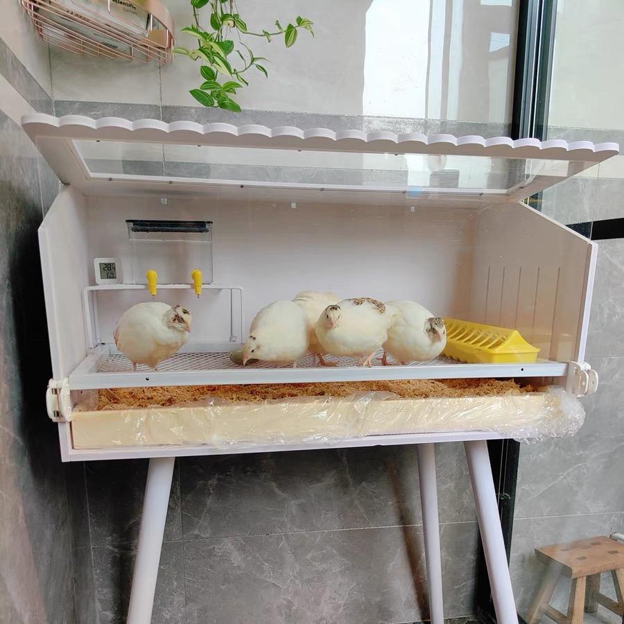 出售桂圆筐 巨型鹌鹑（活体代发)