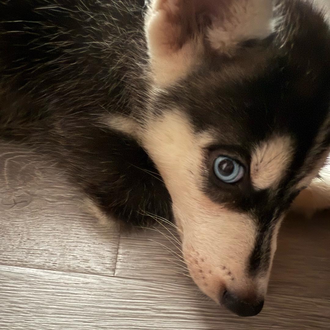 小毛毛儿的日常