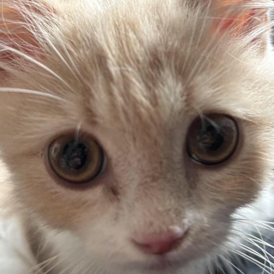 咖啡猫