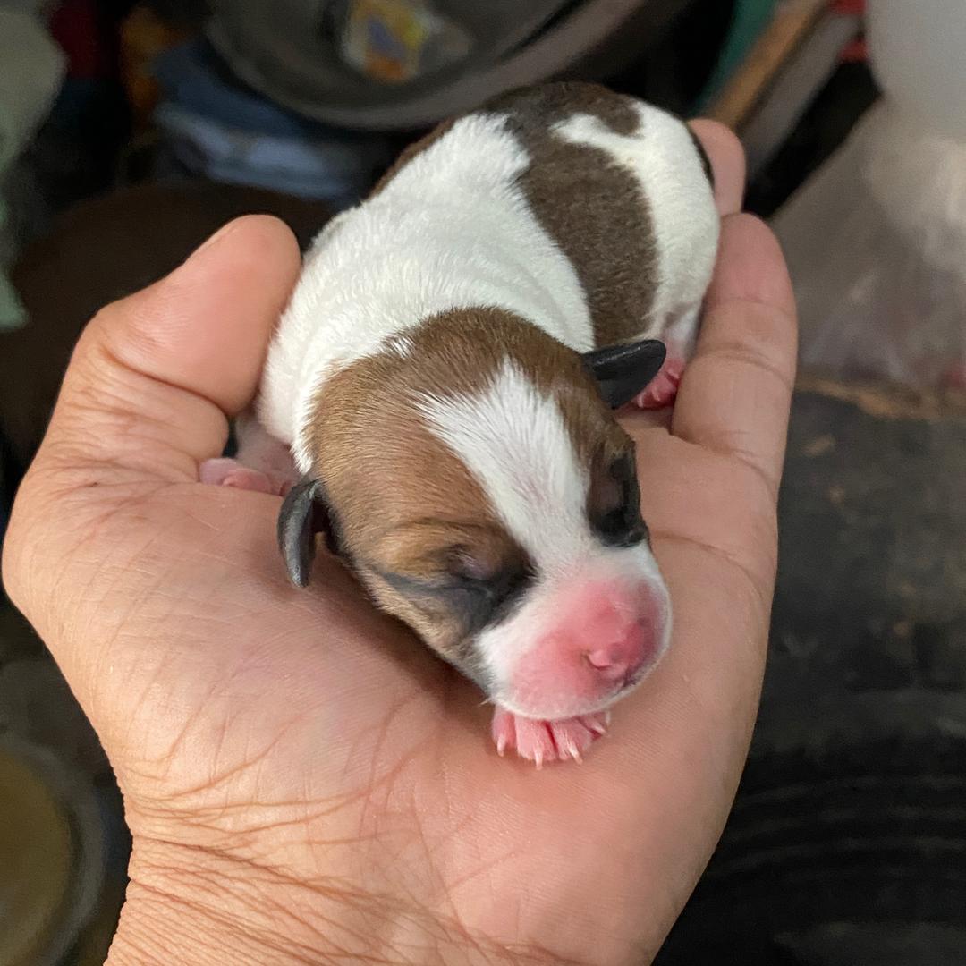 自养杰克罗素梗