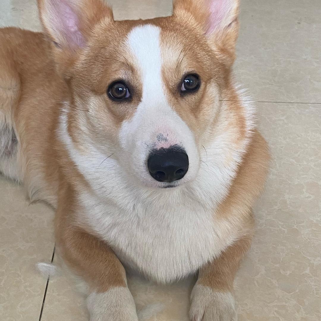 茉莉(拒绝私聊   拒绝合拍）