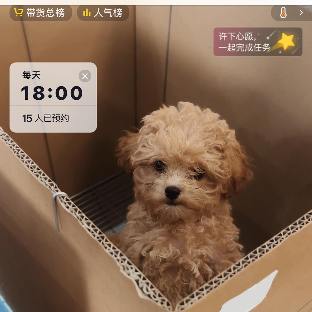 天喜优宠-阿阳