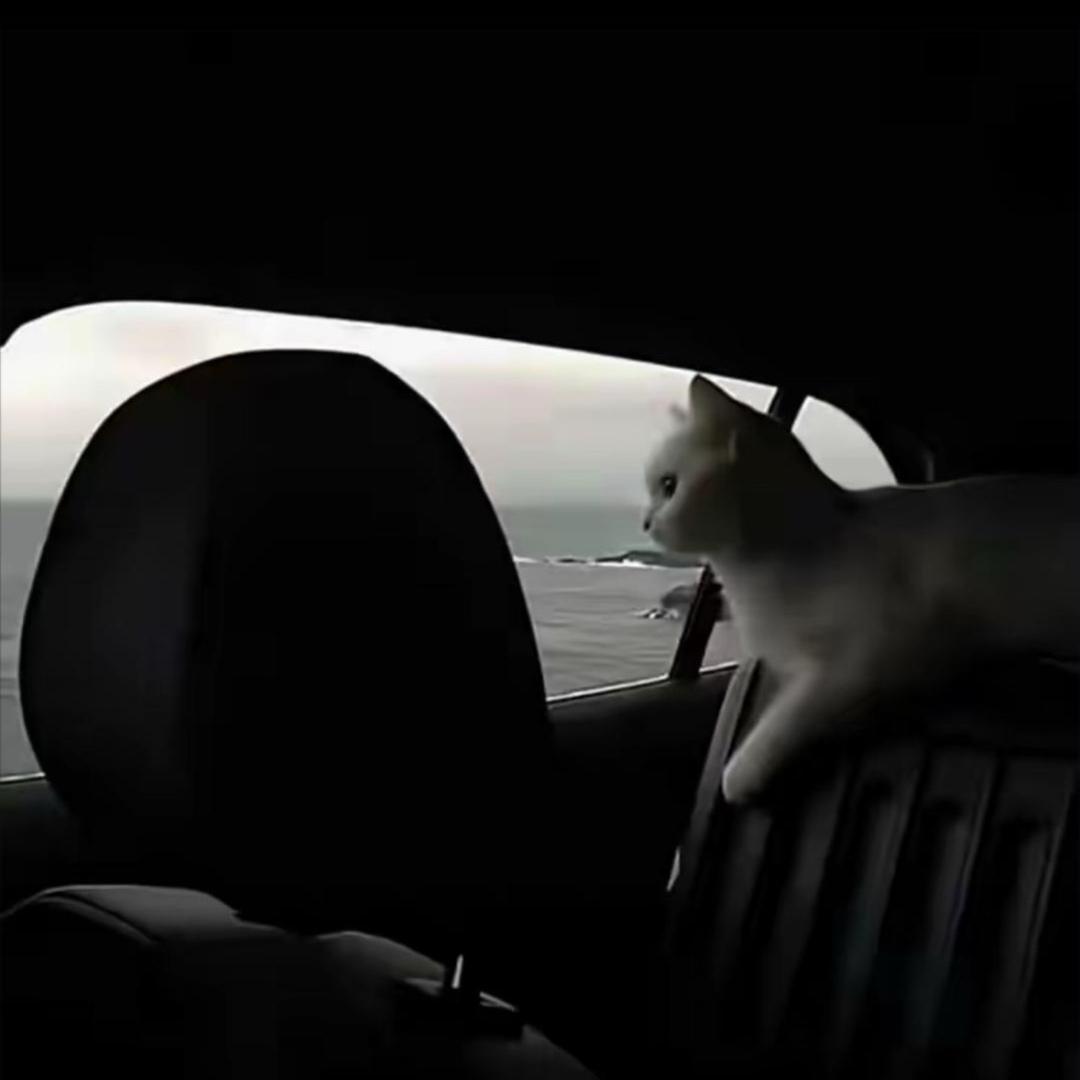 人傻嘴不甜不帅还没钱