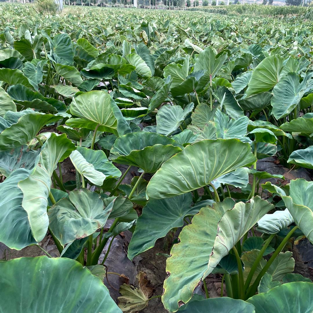 山东奶香芋头产地直发