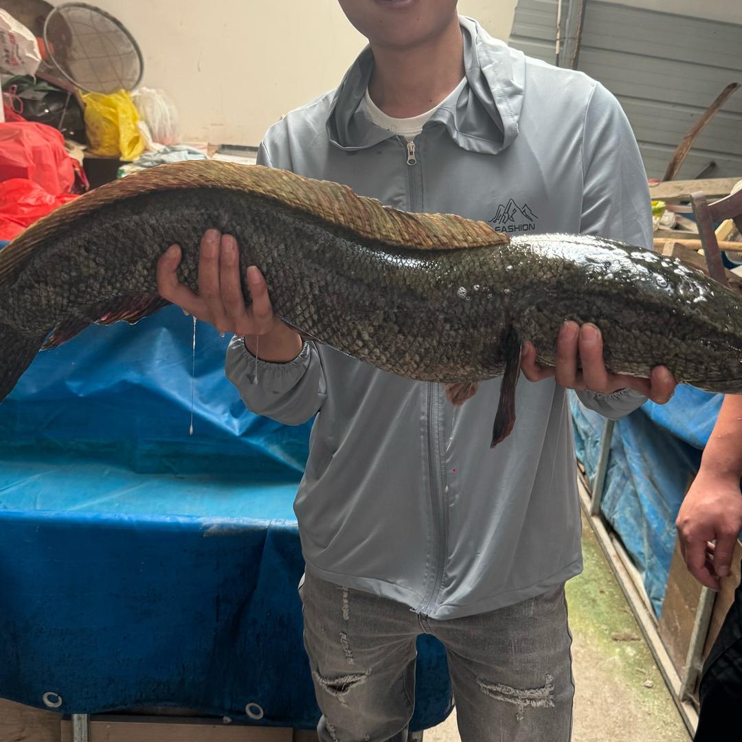 宋掌柜户外抓鱼