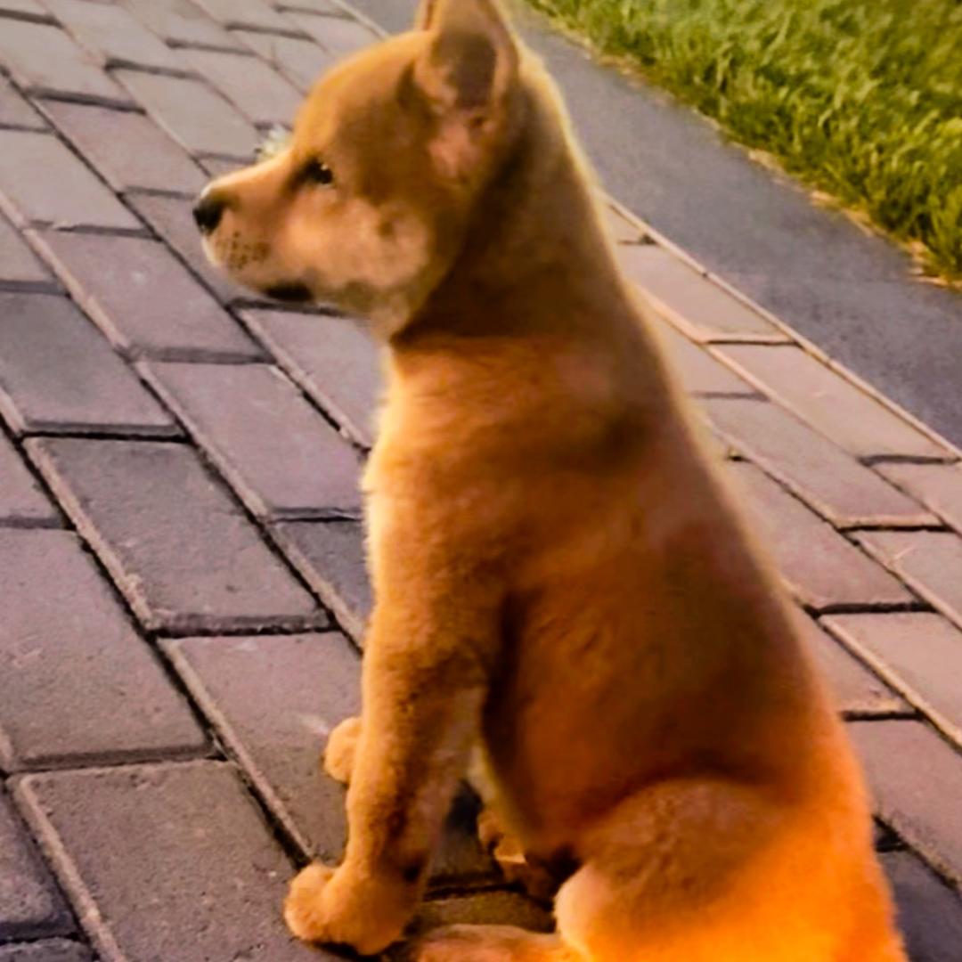 @七喜是只帅土狗