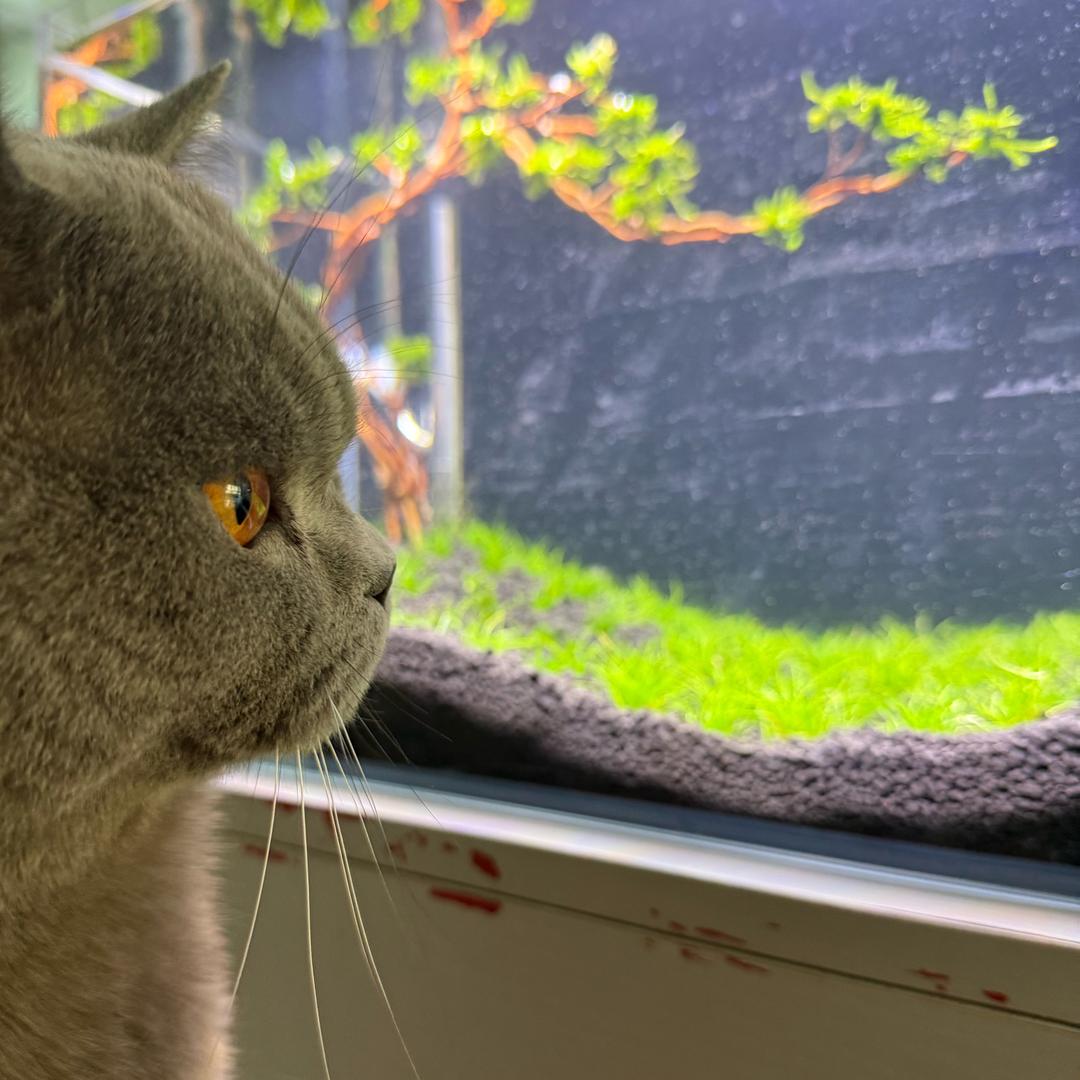 芫荽➷头像
