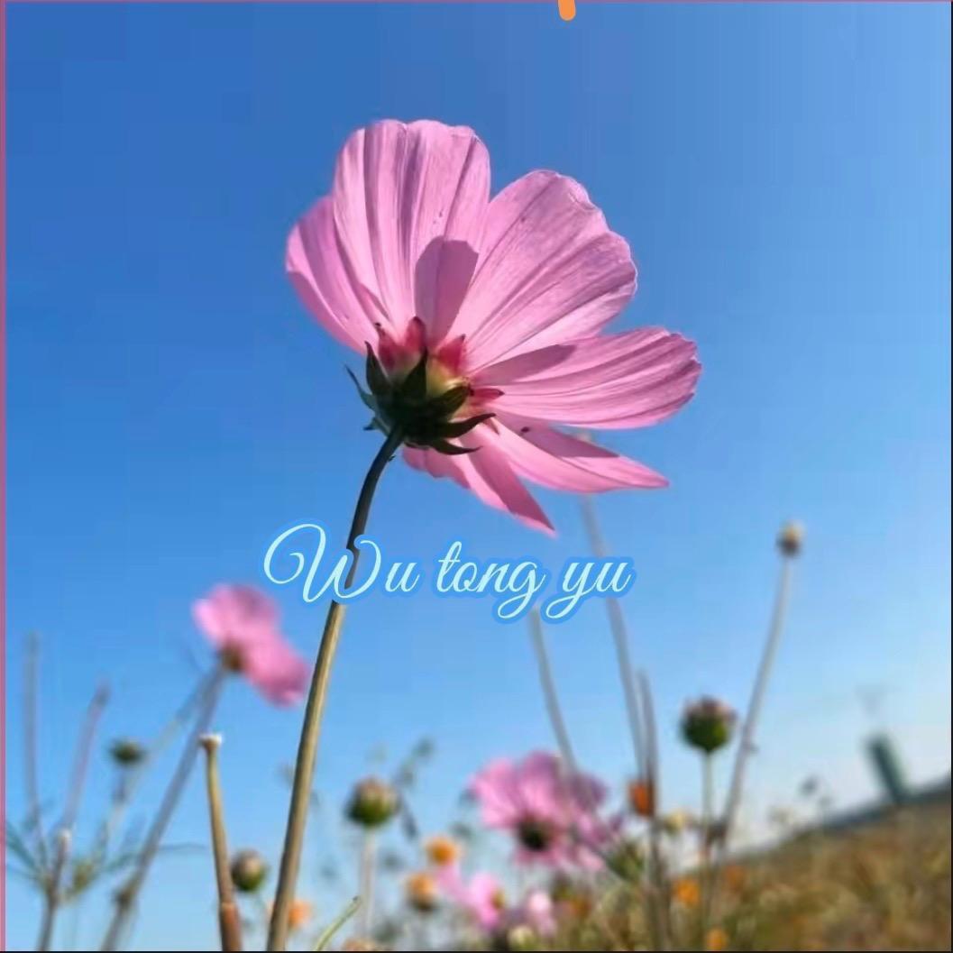 &梧桐雨&
