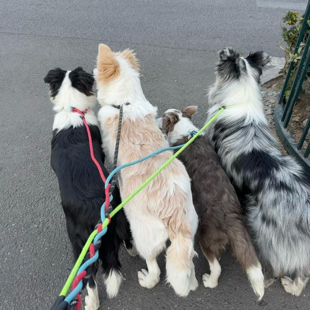 陨石边牧可乐🐶