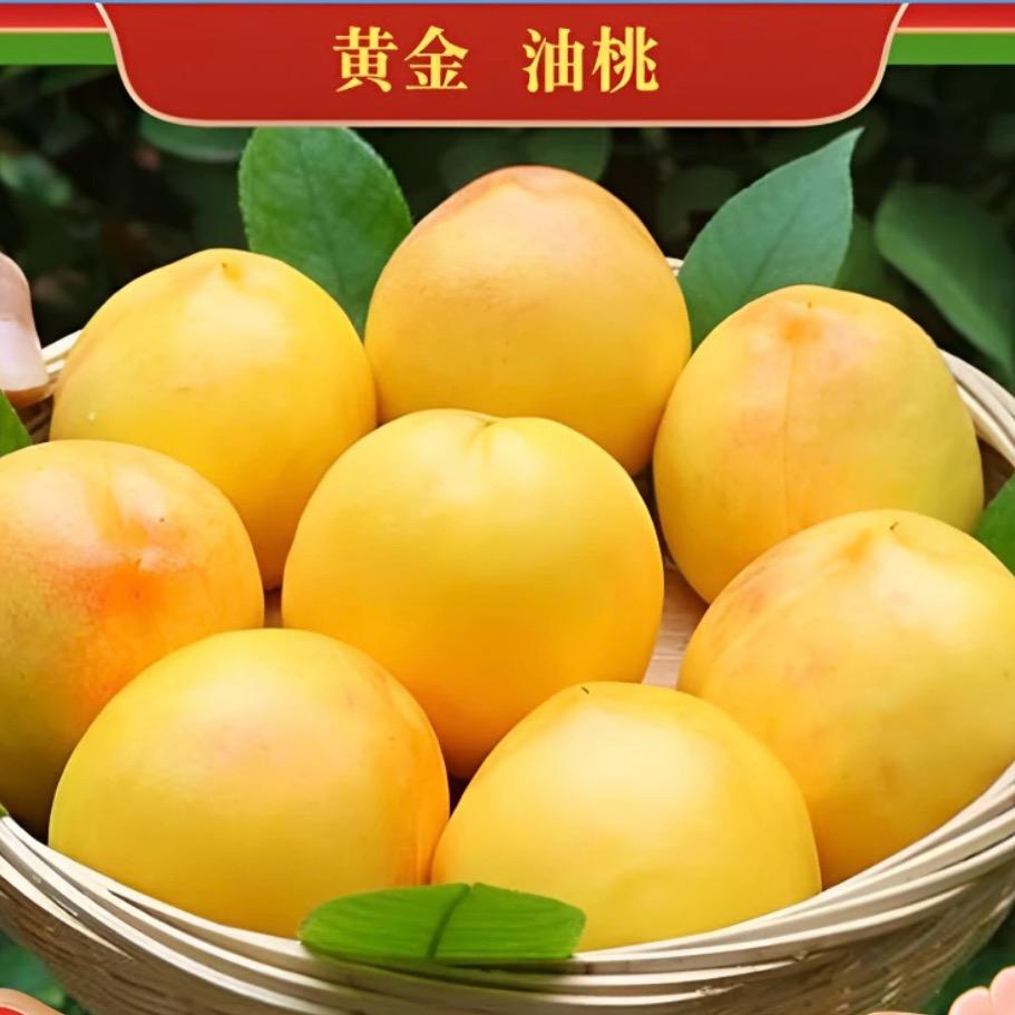胖墩鲜果（蒙阴蜜桃）