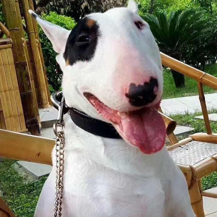 强哥犬舍