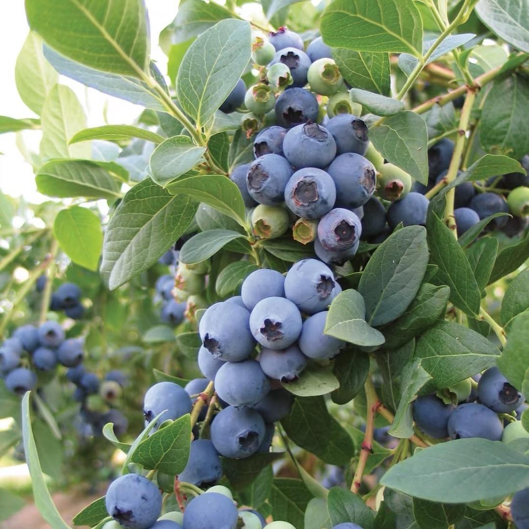 楠葆果树苗木专营店