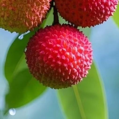 荔枝阅读早05:39开播（2）抱大号