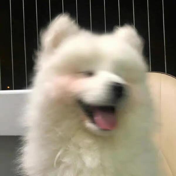 A.puppy