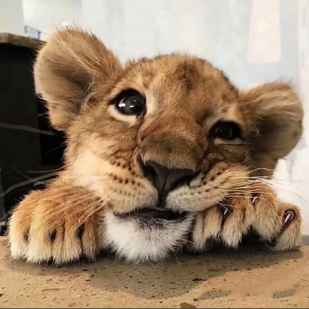 涵涵.