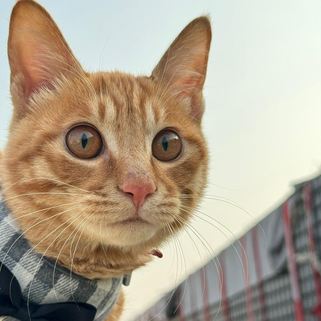 李保国是只猫